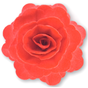 Rosa rossa grande - ostia